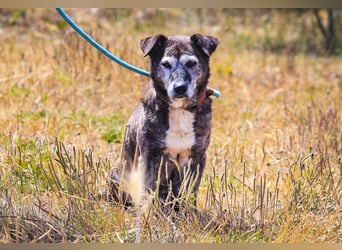 SENIOR TIGRE - ♥️ - ist im Tierheim weil sein Besitzer gestorben ist