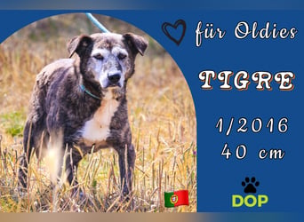 SENIOR TIGRE - ♥️ - ist im Tierheim weil sein Besitzer gestorben ist