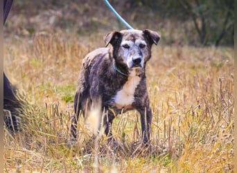 SENIOR TIGRE - ♥️ - ist im Tierheim weil sein Besitzer gestorben ist