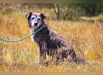 SENIOR TIGRE - ♥️ - ist im Tierheim weil sein Besitzer gestorben ist