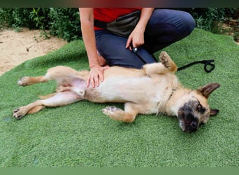 Typisch SCHMUSER ♦️DONOVAN♦️ in der Cantinho da Milu ⏳ 6/2024