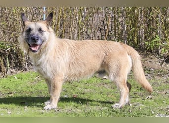 Typisch SCHMUSER ♦️DONOVAN♦️ in der Cantinho da Milu ⏳ 6/2024