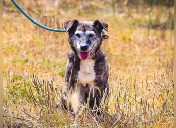 SENIOR TIGRE - ♥️ - ist im Tierheim weil sein Besitzer gestorben ist