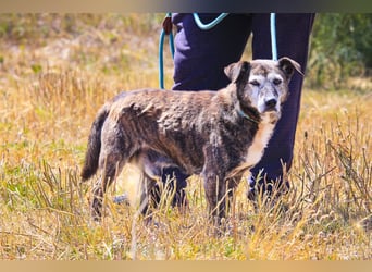 SENIOR TIGRE - ♥️ - ist im Tierheim weil sein Besitzer gestorben ist