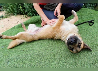 Typisch SCHMUSER ♦️DONOVAN♦️ in der Cantinho da Milu ⏳ 6/2024