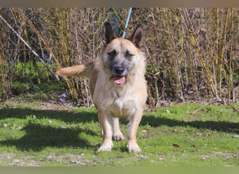 Typisch SCHMUSER ♦️DONOVAN♦️ in der Cantinho da Milu ⏳ 6/2024