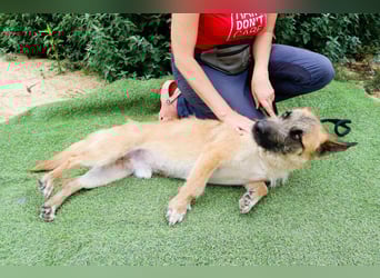 Typisch SCHMUSER ♦️DONOVAN♦️ in der Cantinho da Milu ⏳ 6/2024