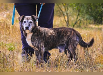 SENIOR TIGRE - ♥️ - ist im Tierheim weil sein Besitzer gestorben ist