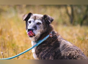 SENIOR TIGRE - ♥️ - ist im Tierheim weil sein Besitzer gestorben ist