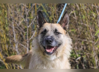 Typisch SCHMUSER ♦️DONOVAN♦️ in der Cantinho da Milu ⏳ 6/2024