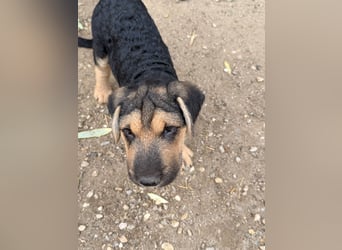 Lucas – kleiner Sonnenschein sucht seinen sicheren Platz