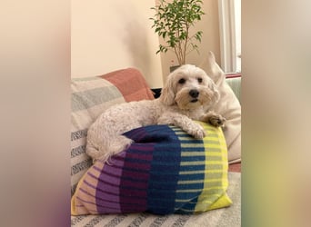 Lilou - sensible kleine Hundedame sucht ihren Herzensmenschen