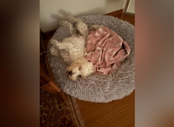Lilou - sensible kleine Hundedame sucht ihren Herzensmenschen