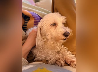 Lilou - sensible kleine Hundedame sucht ihren Herzensmenschen