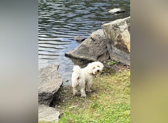 Lilou - sensible kleine Hundedame sucht ihren Herzensmenschen