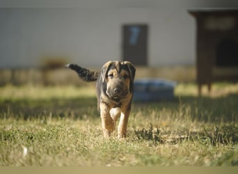 Lucas – kleiner Sonnenschein sucht seinen sicheren Platz
