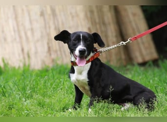 Sparky – sucht ein Zuhause außerhalb Deutschlands