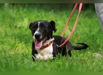 Sparky – sucht ein Zuhause außerhalb Deutschlands