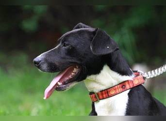 Sparky – sucht ein Zuhause außerhalb Deutschlands