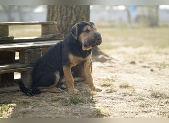 Lucas – kleiner Sonnenschein sucht seinen sicheren Platz