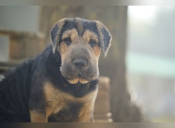 Lucas – kleiner Sonnenschein sucht seinen sicheren Platz