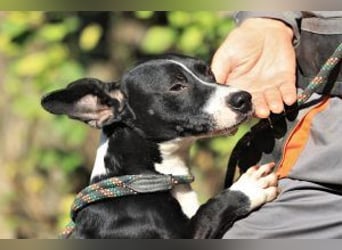 Sparky – sucht ein Zuhause außerhalb Deutschlands