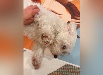 Lilou - sensible kleine Hundedame sucht ihren Herzensmenschen