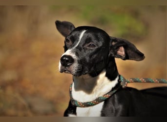 Sparky – sucht ein Zuhause außerhalb Deutschlands