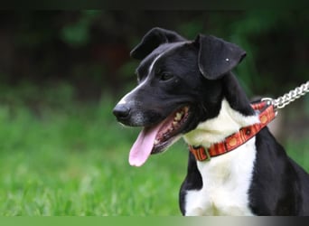 Sparky – sucht ein Zuhause außerhalb Deutschlands