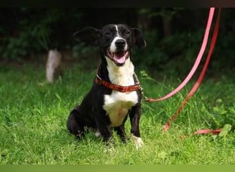 Sparky – sucht ein Zuhause außerhalb Deutschlands