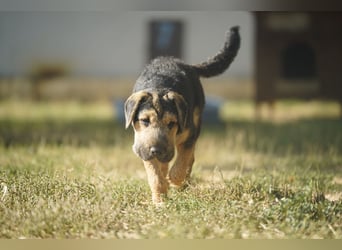 Lucas – kleiner Sonnenschein sucht seinen sicheren Platz