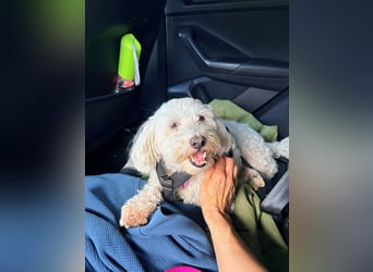 Lilou - sensible kleine Hundedame sucht ihren Herzensmenschen