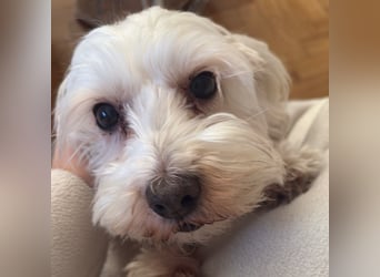Lilou - sensible kleine Hundedame sucht ihren Herzensmenschen