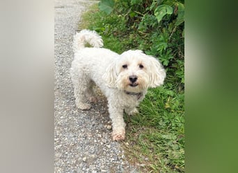 Lilou - sensible kleine Hundedame sucht ihren Herzensmenschen