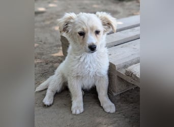 Pablo Escobar, geb. ca. 02/2026, lebt in GRIECHENLAND, auf einer privaten Pflegestelle