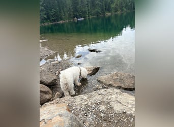 Lilou - sensible kleine Hundedame sucht ihren Herzensmenschen