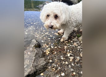 Lilou - sensible kleine Hundedame sucht ihren Herzensmenschen