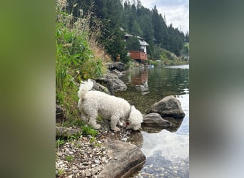 Lilou - sensible kleine Hundedame sucht ihren Herzensmenschen