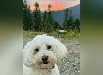 Lilou - sensible kleine Hundedame sucht ihren Herzensmenschen