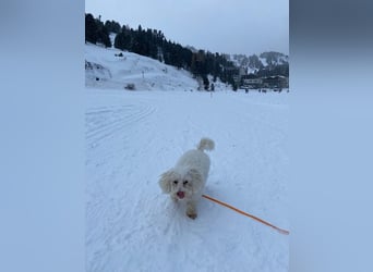 Lilou - sensible kleine Hundedame sucht ihren Herzensmenschen