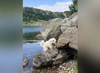 Lilou - sensible kleine Hundedame sucht ihren Herzensmenschen