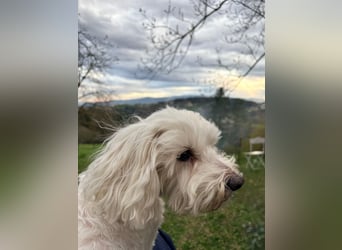 Lilou - sensible kleine Hundedame sucht ihren Herzensmenschen