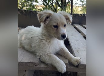 Pablo Escobar, geb. ca. 02/2026, lebt in GRIECHENLAND, auf einer privaten Pflegestelle