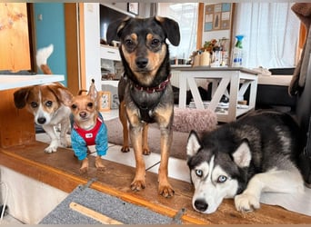 ❤️Sanfter Tiaro sucht dich✨evtl Pinscher Mix