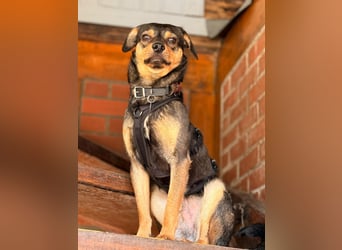 ❤️Sanfter Tiaro sucht dich✨evtl Pinscher Mix