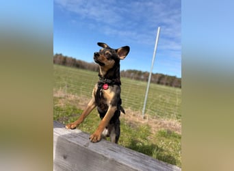 ❤️Sanfter Tiaro sucht dich✨evtl Pinscher Mix