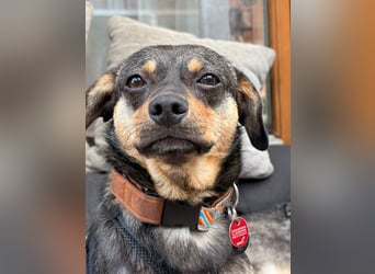 ❤️Sanfter Tiaro sucht dich✨evtl Pinscher Mix