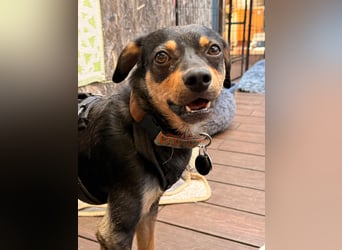 ❤️Sanfter Tiaro sucht dich✨evtl Pinscher Mix