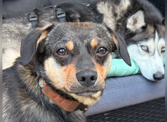 ❤️Sanfter Tiaro sucht dich✨evtl Pinscher Mix