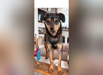 ❤️Sanfter Tiaro sucht dich✨evtl Pinscher Mix